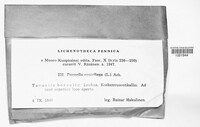 Arctoparmelia centrifuga image